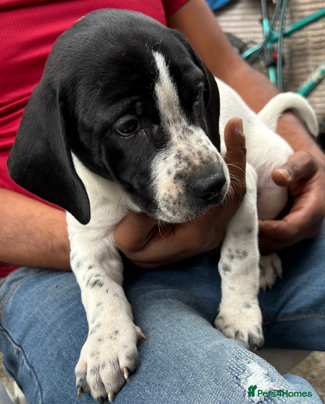 Mixed Breed dogs for sale: 🐾Cocker-Pie (Mini Hippo)s🐾 - Image 14