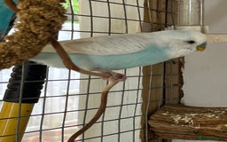 Budgerigars birds for sale: Boy budgies  - Image 3
