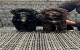 Cavapoo dogs for sale: F1 Cavapoo pups girls ready to leave now . - Image 14