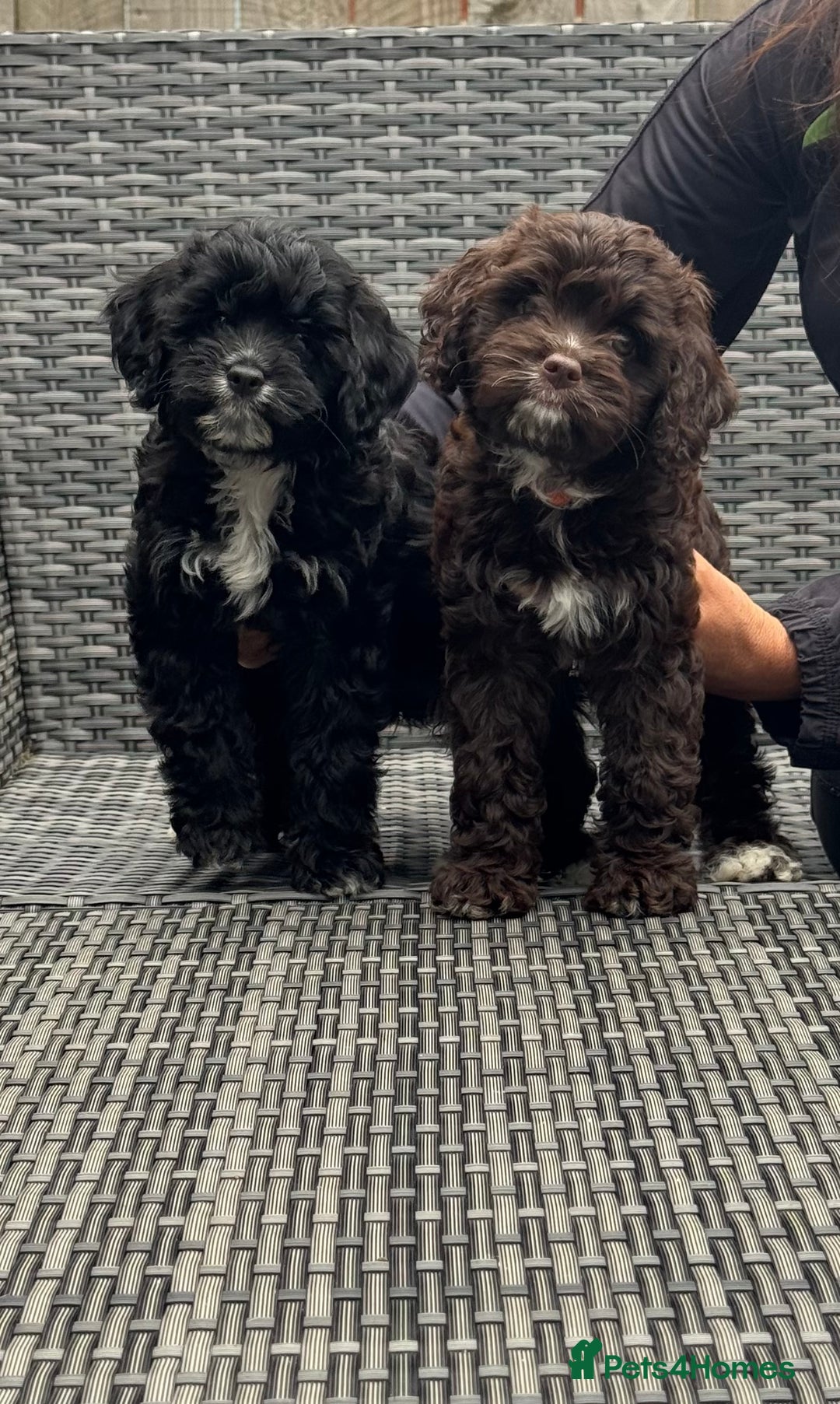 Cavapoo dogs for sale: F1 Cavapoo pups girls ready to leave now . - Image 14