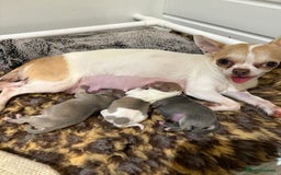 Chihuahua dogs for sale: 🩷 smooth coat chihuahua girls for you🩷  - Image 12