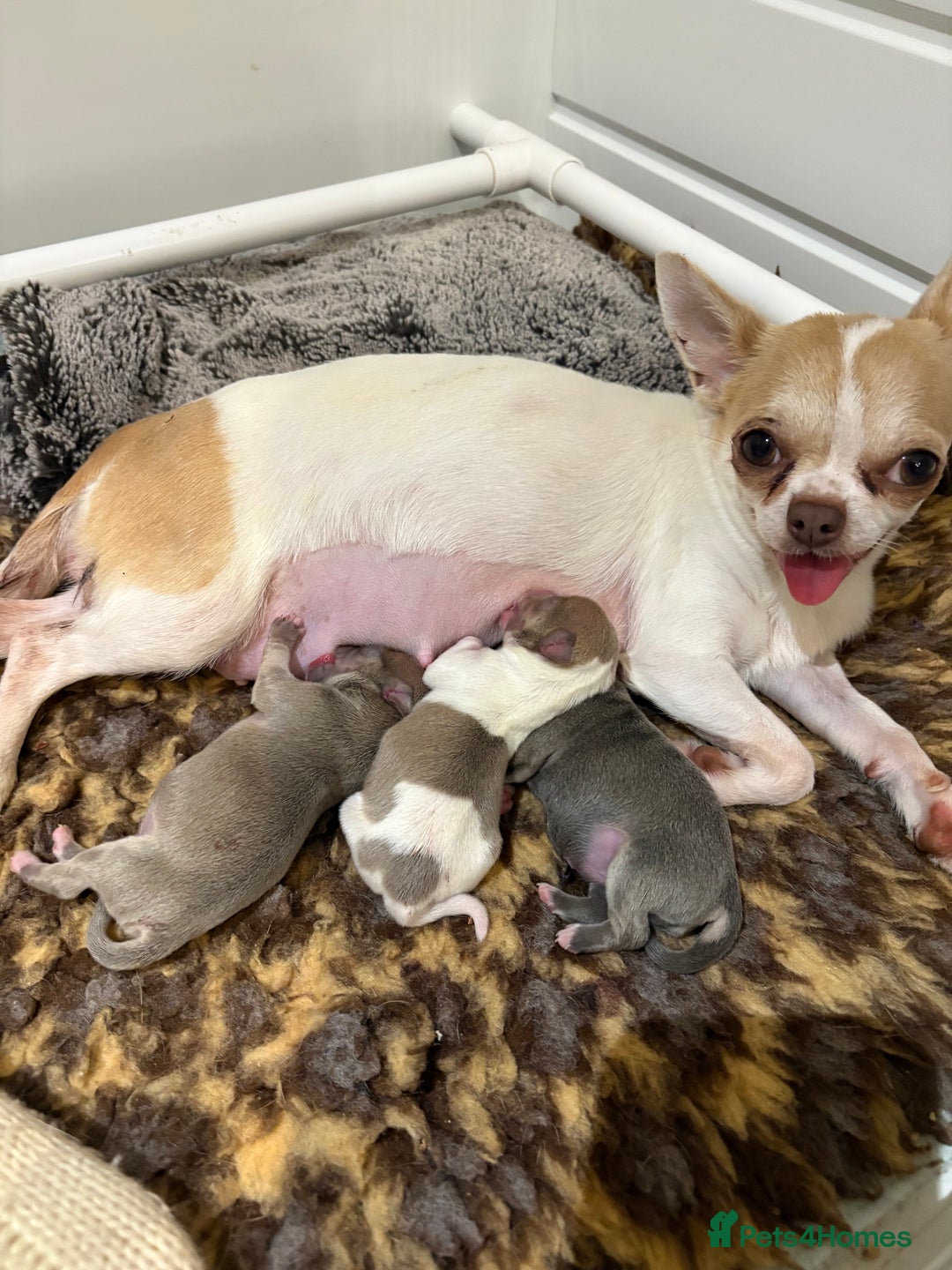 Chihuahua dogs for sale: 🩷 smooth coat chihuahua girls for you🩷  - Image 12