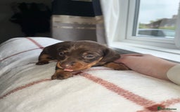 Miniature Dachshund dogs for sale: Beautiful Dachshund puppy’s  - Image 18