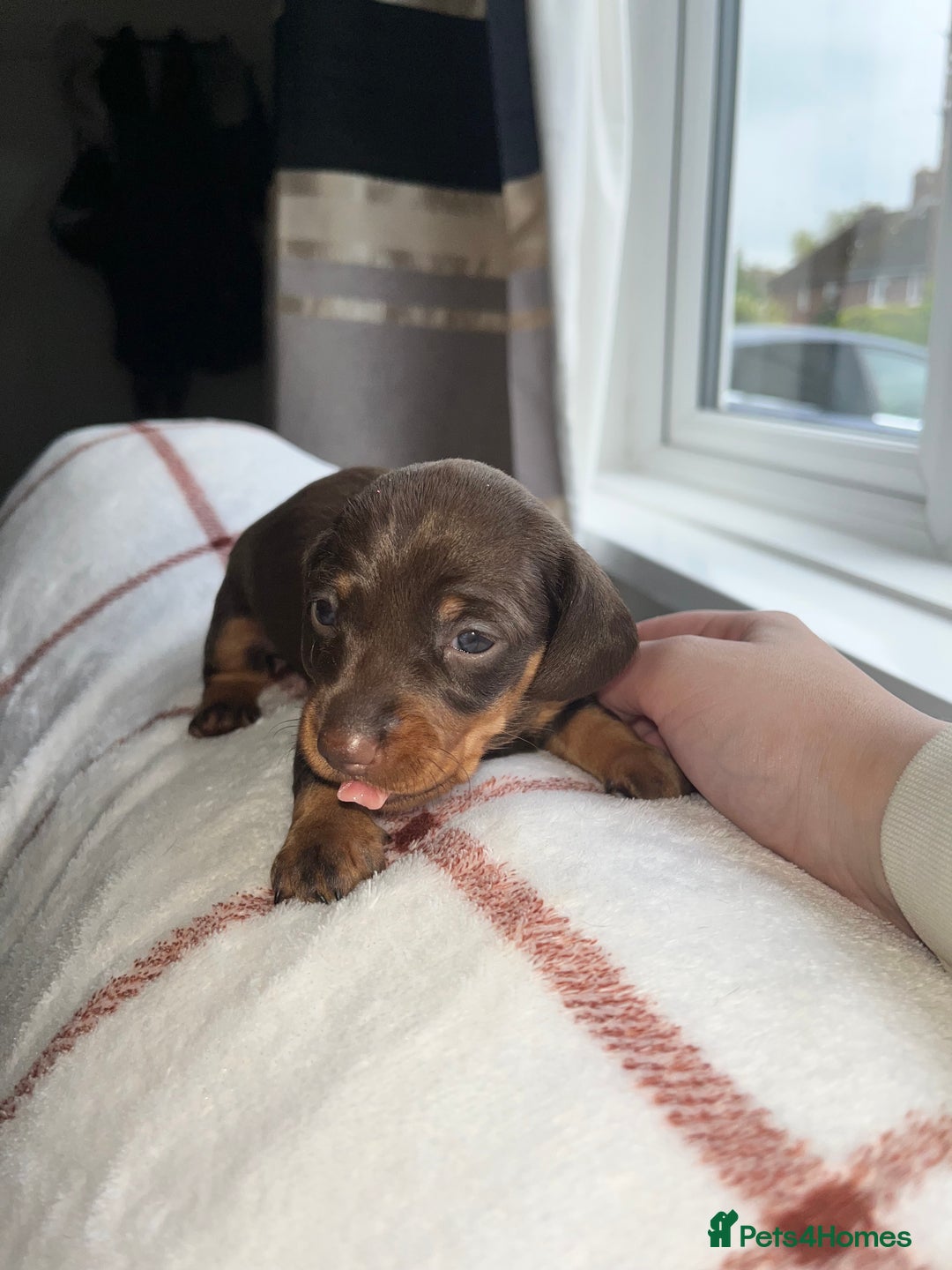 Miniature Dachshund dogs for sale: Beautiful Dachshund puppy’s  - Image 18