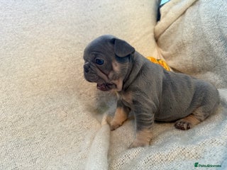 French Bulldog dogs - Advert 4