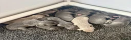 Weimaraner dogs for sale: KC Registered Weimaraner Puppies - Advert 24