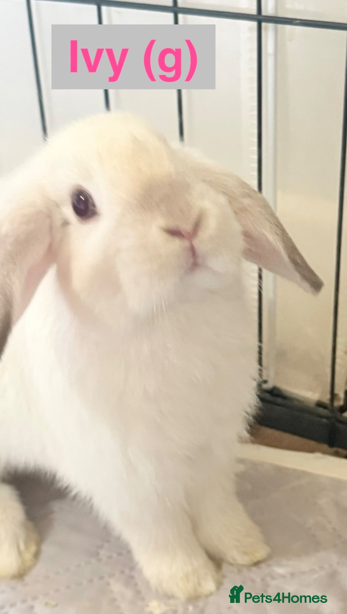 Lionhead rabbits Double Maned Lionheads Babies - Advert 1