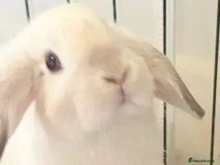 Lionhead rabbits Double Maned Lionheads Babies - Advert 16