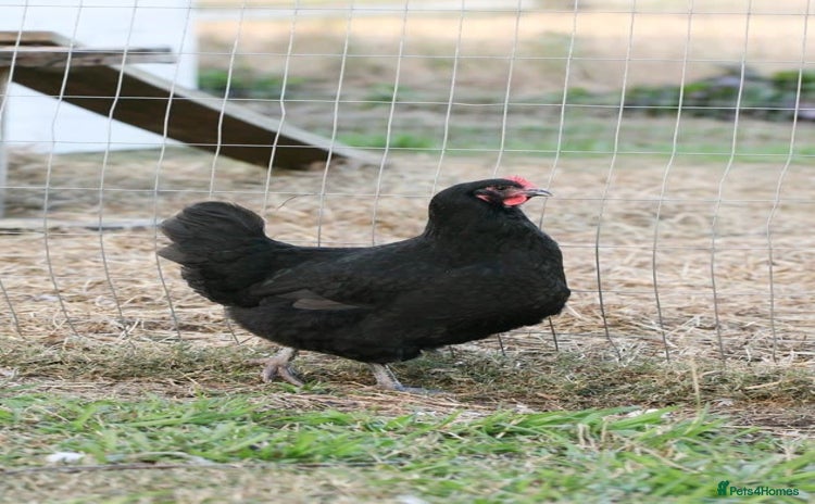 Hens poultry - Advert 3