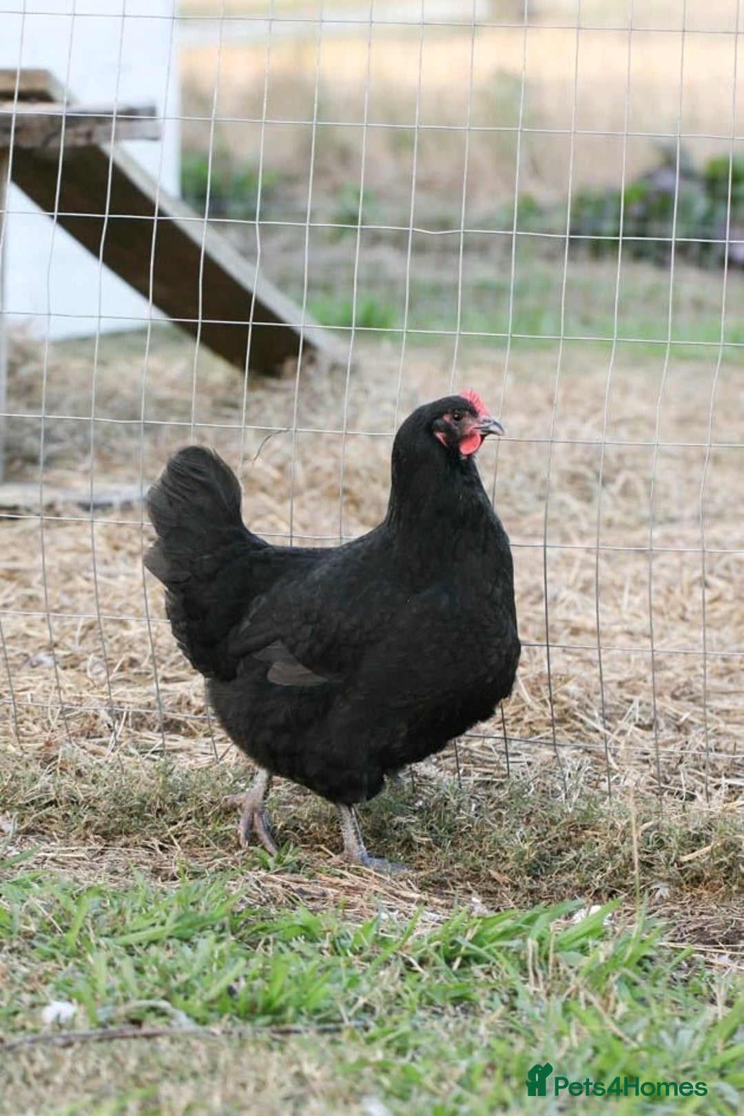 Hens poultry for sale: Beautiful Black Hens – Healthy & Ready to Lay! - Image 1
