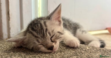 Mixed Breed cats - Advert 15