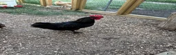 Chickens poultry for sale: Cockerel in Wisbech - Advert 1