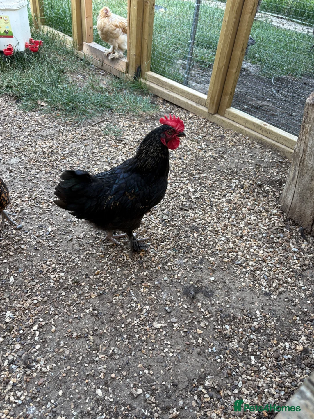 Chickens poultry for sale: Cockerel in Wisbech - Advert 1