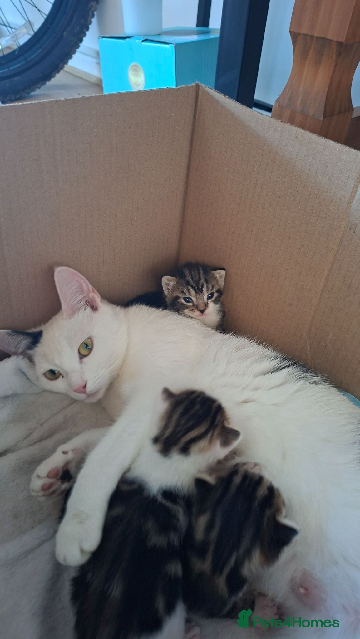 Mixed Breed cats Beautiful female kittens. Newquay, Cornwall - Advert 6