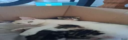 Mixed Breed cats for sale: Beautiful female kittens. Newquay, Cornwall in Newquay - Advert 1