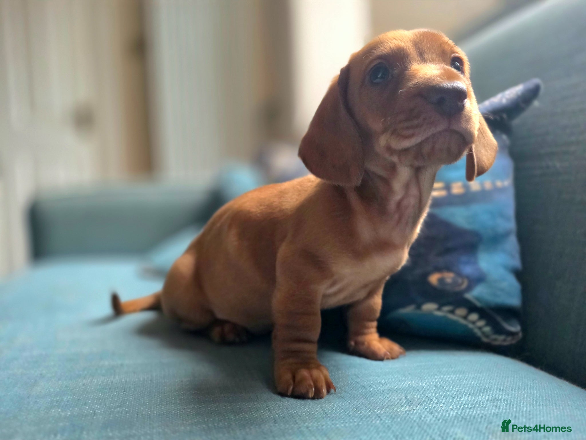 Dachshund dogs Last pup! (red boy) Available 22nd May - Advert 2