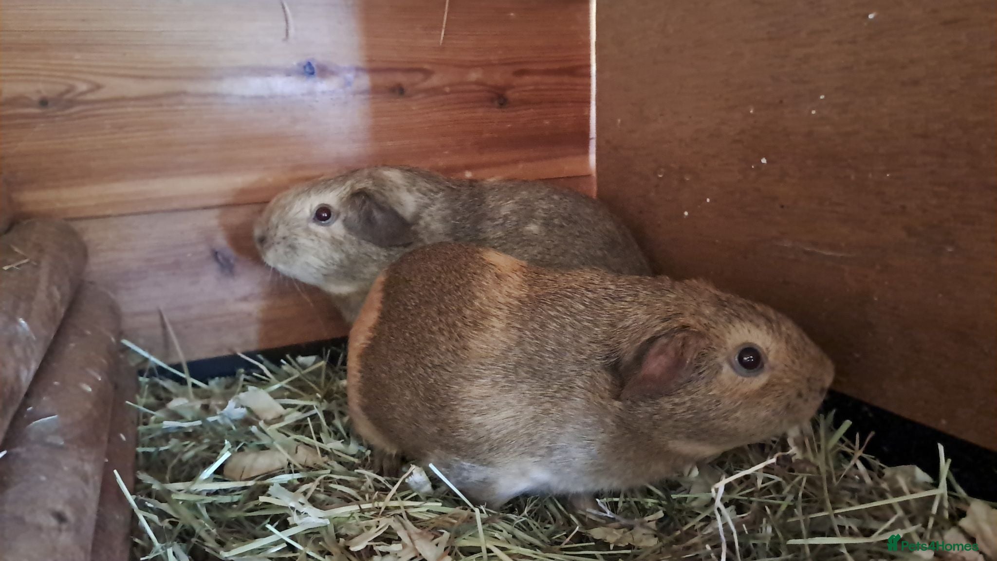 Guinea Pig rodents Gorgeous guinea pigs looking for their new homes - Advert 1