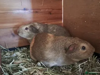 Guinea Pig rodents Gorgeous guinea pigs looking for their new homes - Advert 20