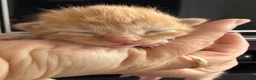 Mixed Breed cats for sale: ** 2 ginger Girls & 3 pure white girls ** - Advert 7
