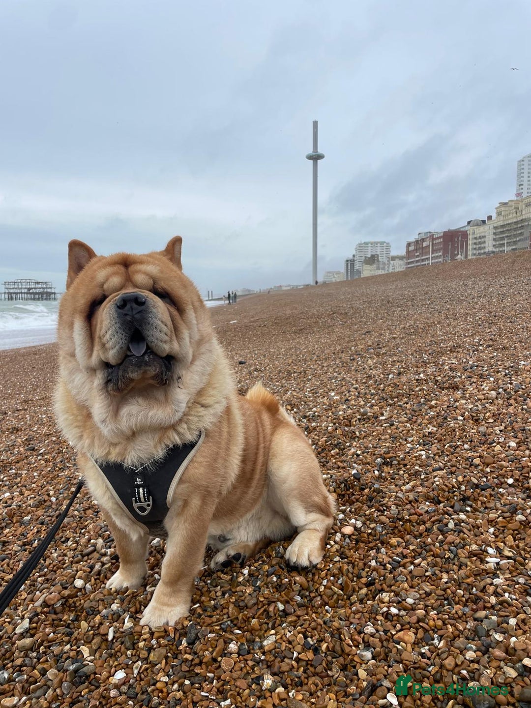 Chow Chow dogs for stud: 🔥STUD🔥 - Advert 3