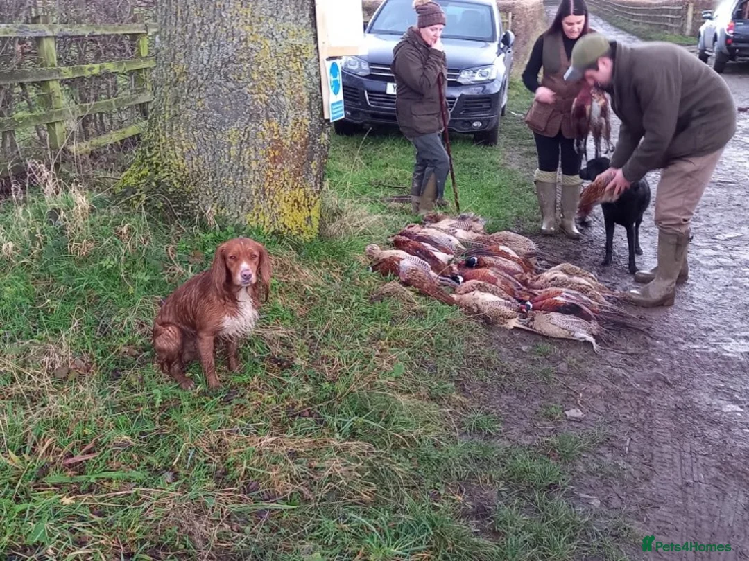 Cocker Spaniel dogs for stud: Red Kc working cocker spaniel for stud in Barnsley - Advert 2