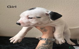 Mixed Breed dogs for sale: American bulldog X staffy 🏡 - Image 13