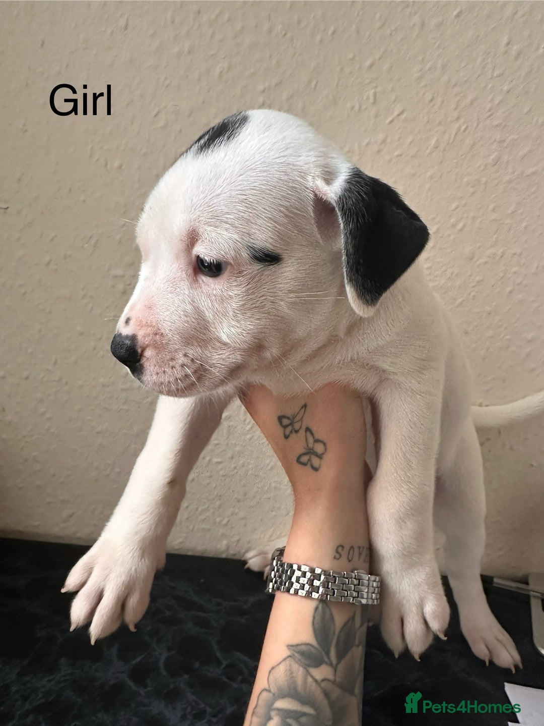 Mixed Breed dogs for sale: American bulldog X staffy 🏡 - Image 13