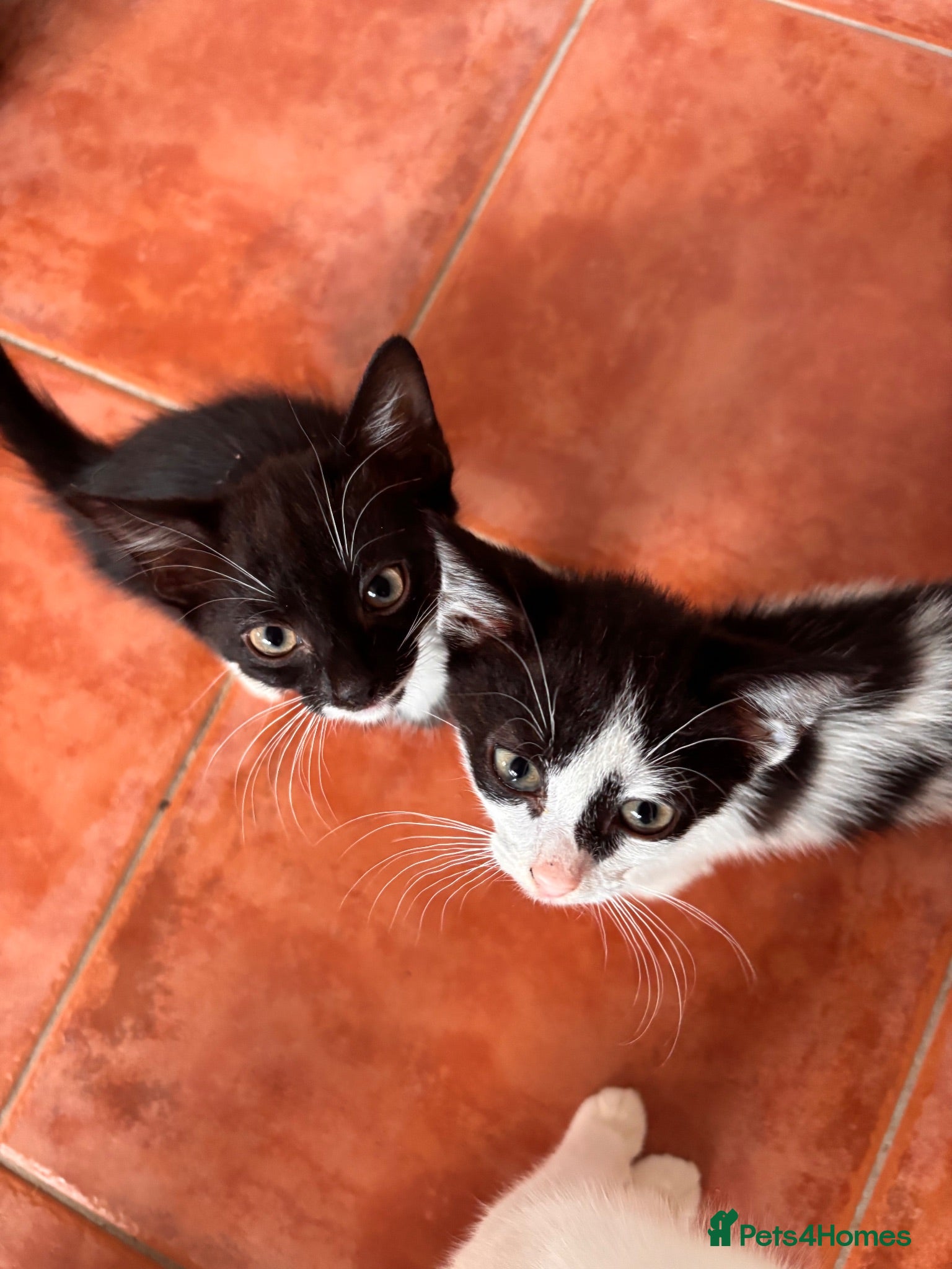 Domestic Shorthair cats 4 Kittens looking for their forever home - Advert 3