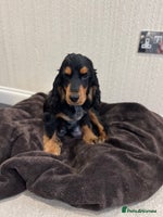 Cockapoo dogs - Advert 9