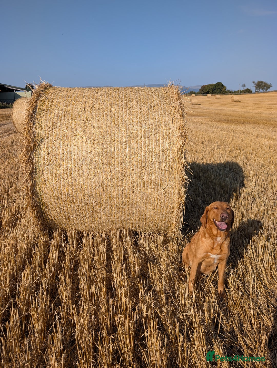 Labrador Retriever dogs for sale: Fox red/yellow and black labradors for sale. - Image 4