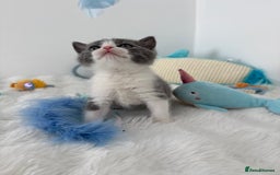 British Shorthair cats for sale: GCCF registered - blue bi-colour male - Image 6