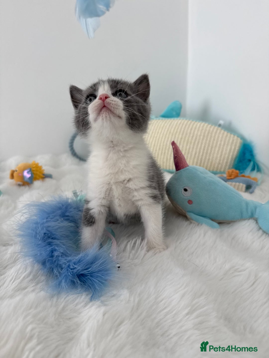 British Shorthair cats for sale: GCCF registered - blue bi-colour male - Image 6
