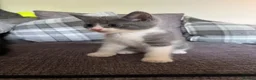 Mixed Breed cats for sale: 3 girl kittens for sale  - Advert 11