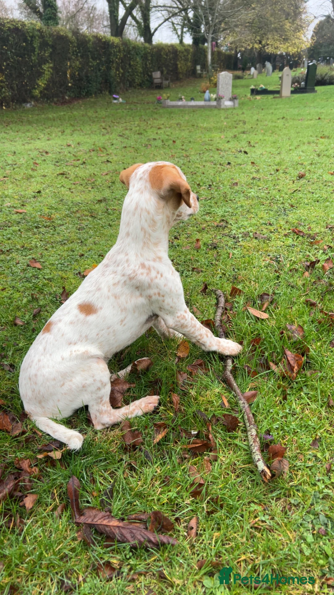Mixed Breed dogs for sale: Bear - Cocker Jack in Buckingham - Advert 4