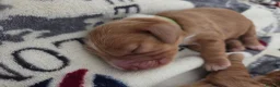 Cocker Spaniel dogs for sale: RKC SHOW COCKER SPANIEL PUPPIES EXTENSIVELY HEALTH - Advert 10