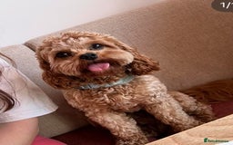 Cavapoo dogs for stud: 3 year old Cavapoo available for stud - Image 1