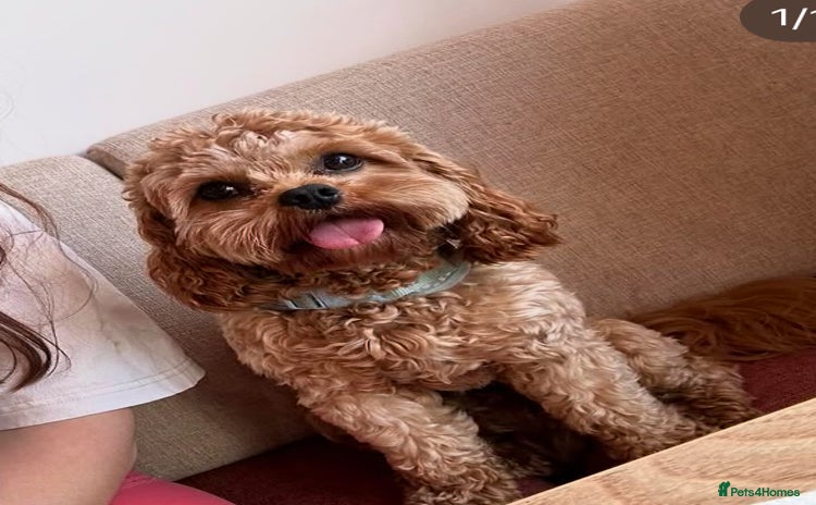 Cavapoo dogs - Advert 1