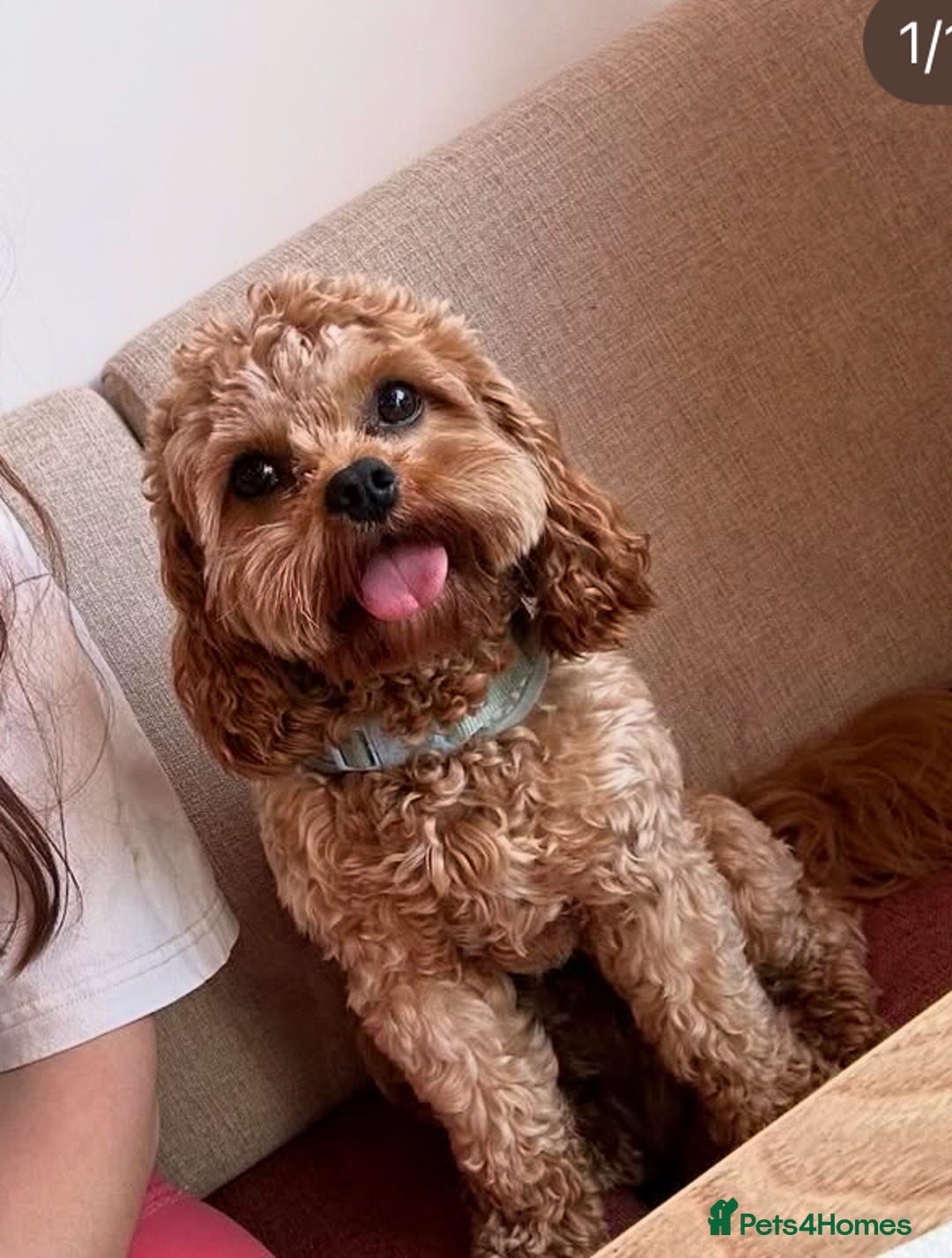 Cavapoo dogs for stud: 3 year old Cavapoo available for stud - Image 1
