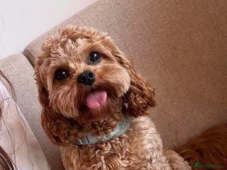 Cavapoo dogs - Advert 35