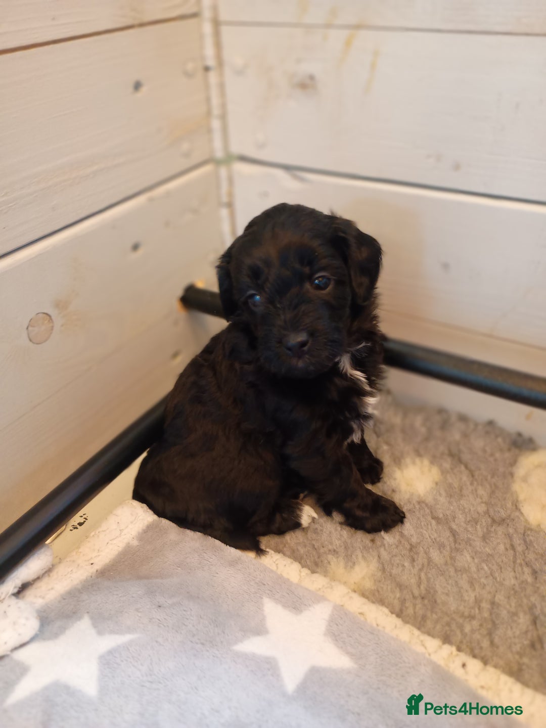 Toy Poodle dogs for sale: Toy poodle puppies  - Advert 12