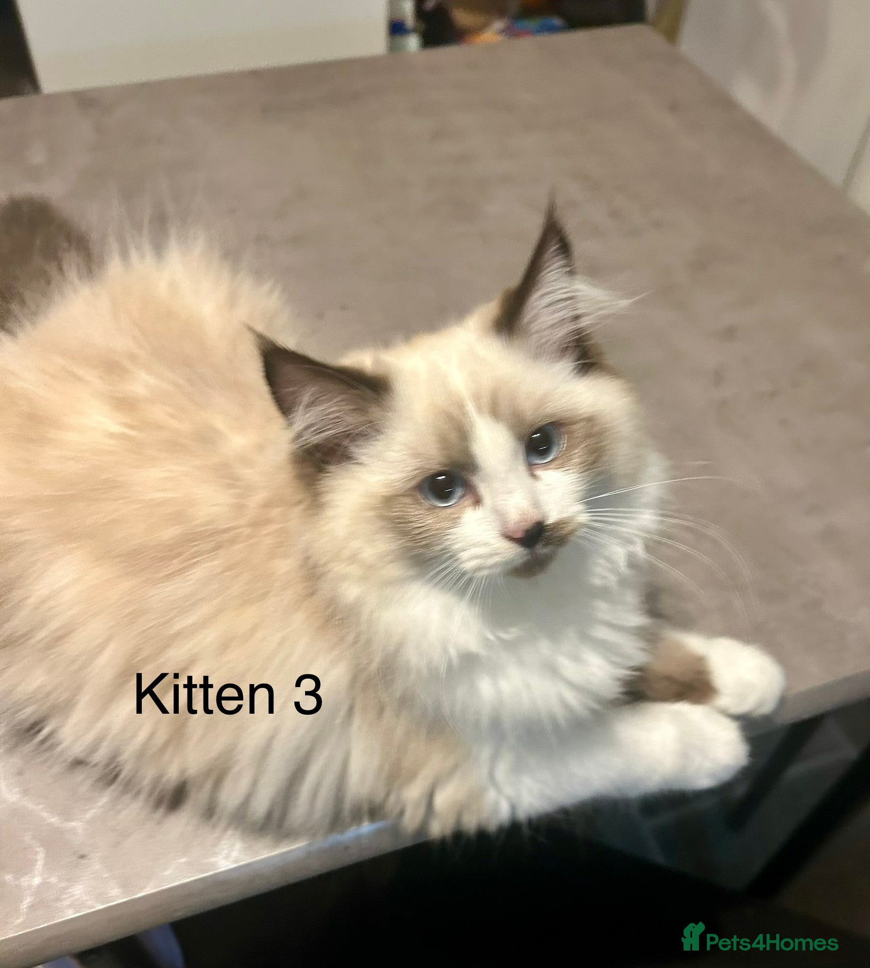 Ragdoll cats for sale: RAGDOLL Cross Kitten  - Advert 8