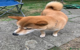 Japanese Shiba Inu dogs for sale: Japanese Shiba inu - Image 1