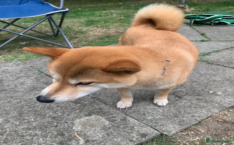 Japanese Shiba Inu dogs - Advert 1