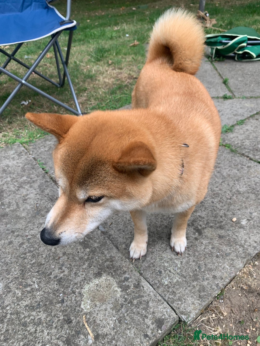 Japanese Shiba Inu dogs for sale: Japanese Shiba inu - Image 1
