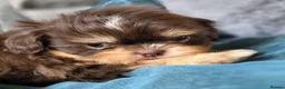 Shih Tzu dogs for sale: Stunning Tiny KC Reg Imperial Shih Tzu Boy - Advert 6
