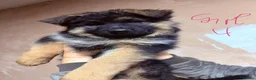 German Shepherd dogs for sale: GERMAN SHEPHERD PUPPIES in Bishop Auckland - Advert 9