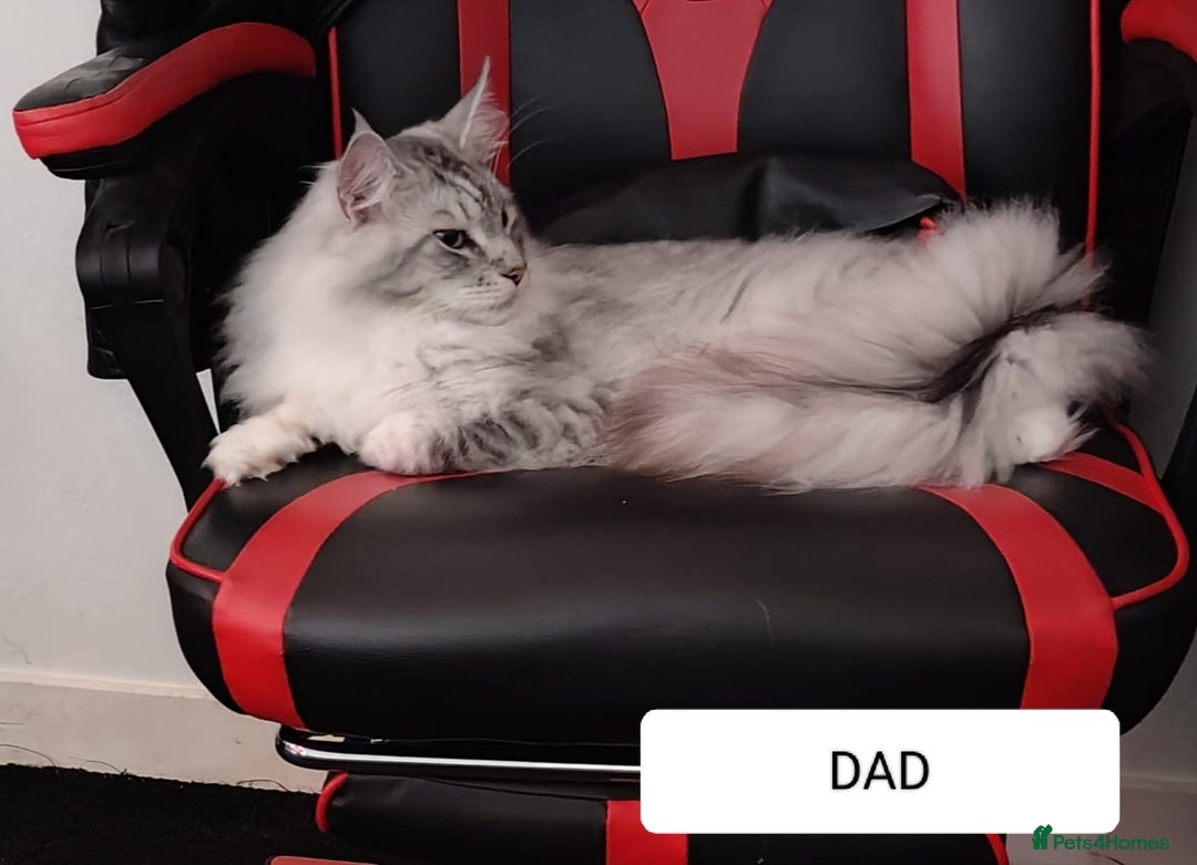 Maine Coon cats for sale: European Maine coon Kittens - Image 19
