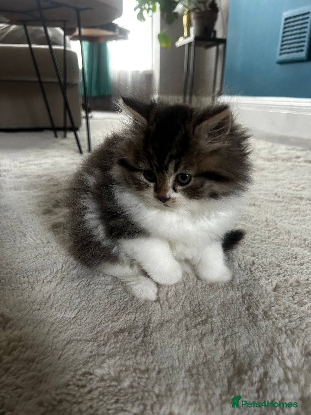 Persian cats for sale: Persian Kittens Looking for Loving Homes - Advert 10