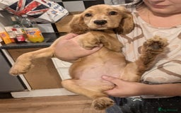 Cocker Spaniel dogs for sale: READY TO LEAVE 5 Golden Show Cocker Spaniels!  in Stanley - Image 9