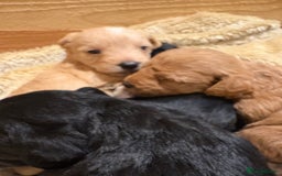 Mixed Breed dogs for sale: Poodle / bichon frise X puppies  - Image 3